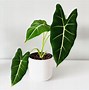 Image result for Alocasia Plant Pot