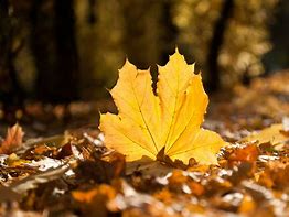 Image result for Single Fall Leaf JPEG