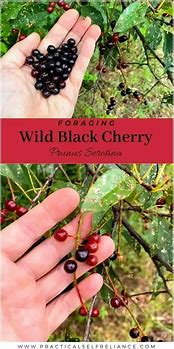 Image result for Wild Black Cherry Blossoms