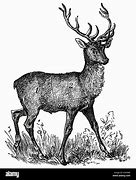 Image result for Stag Head Illustration