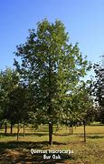 Image result for Burr Oak Leaf