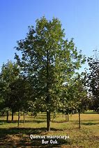 Image result for Bur Oak Tree Sapling