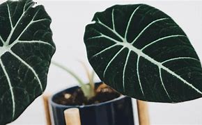 Image result for Alocasia Plant Pot