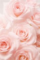 Image result for Pale Coral Rose