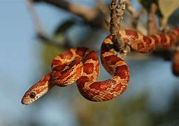 Image result for Types of Corn Snakes