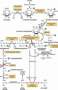 Image result for Glycolysis Reaction