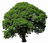 Image result for Tree White Background HD