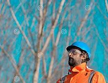 Image result for Aspen Tree Forest Silhouette