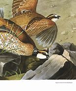 Image result for partridge bird painting