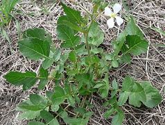 Image result for Wild Radish Edible