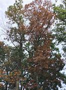 Image result for Autumn Leaves of Stone Oak