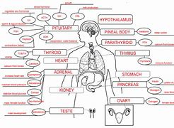 Image result for Endocrine System Mind Map