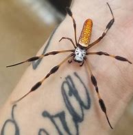 Image result for Orb Weaver Spider Arizona