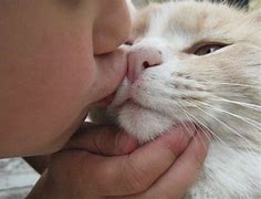 Image result for Cats Love Water