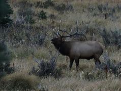 Image result for Bull Elk Coloring Pages