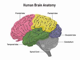 Image result for Brain Sections Diagram Blank