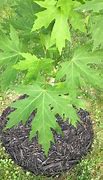 Image result for Silver Maple Tree Diseases Pictures