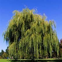 Image result for Drawing of Willow Tree