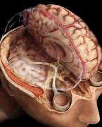 Image result for Frontal Eye Field Pathway