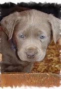 Image result for Cute Lab Puppy Coloring Pages