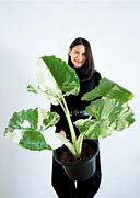 Image result for Alocasia Macrorrhiza Tri Color