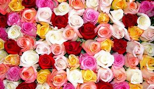 Image result for Bright Colored Roses