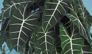 Image result for Alocasia Frydek in Big Pot