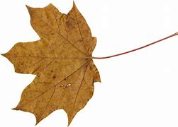 Image result for Leaf Image with a Brown Background