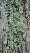 Image result for Silver Maple Tree Diseases Pictures