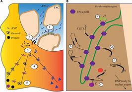 Image result for RNA Biology Impact Factor