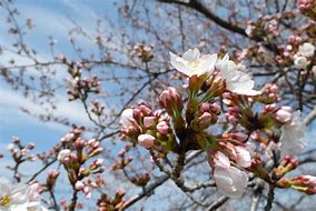 Image result for Dwarf Pink Weeping Cherry Tree