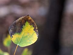 Image result for Aspen Leaf Silhouette