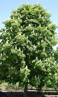 Image result for Horse Chestnut Tree Wood