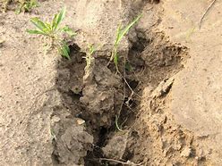 Image result for Soil