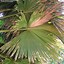 Image result for Talipot Palm Flower