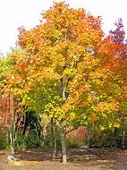 Image result for Green Mountain Maple Tree