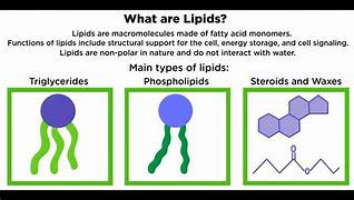 Image result for Lipid Biomolecule