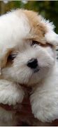 Image result for Fluffy Puppy Coloring Page