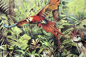 Image result for Rainforest Animals Drawing