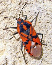 Image result for Spider Bug