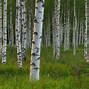 Image result for White Birch Designs