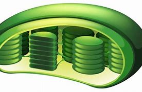 Image result for Chloroplast Blank