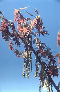 Image result for Quercus Coccinea Scarlet Oak