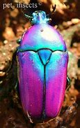 Image result for Black Beetles Insect