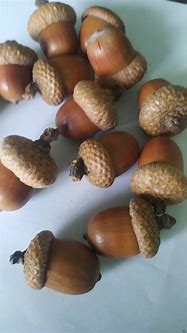 Image result for Decorative Acorns