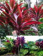 Image result for Tropical Plants Zone 9