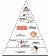 Image result for Hierarchy of Molecular Work