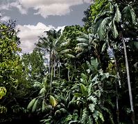 Image result for Jungle Tree Images