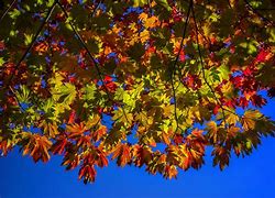 Image result for Fall Leaf Print