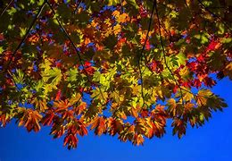 Image result for Fall Leaf Cluster